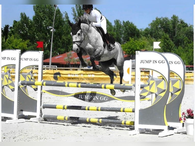 Other Breeds Mare 5 years 16 hh Grey in Roquefort-les-Pins