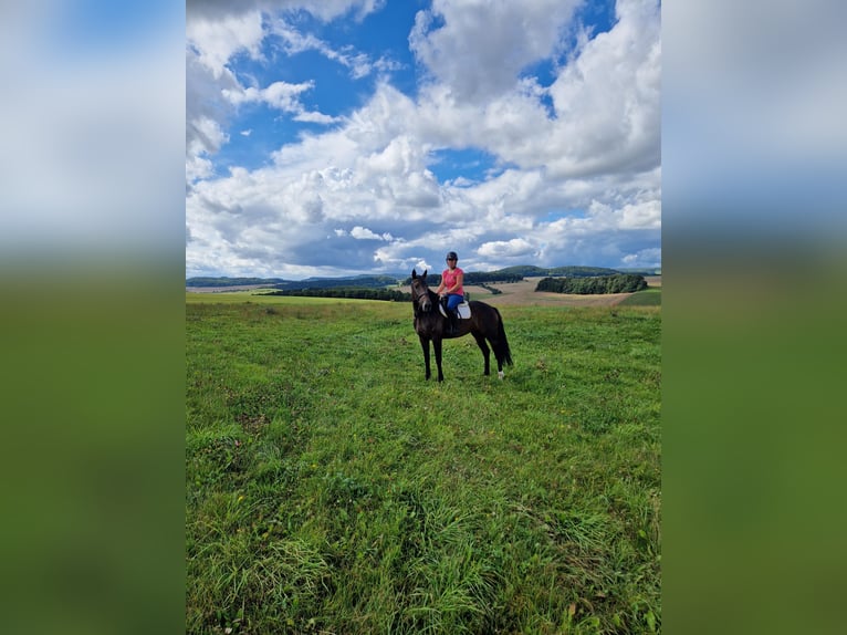 Other Breeds Mix Mare 5 years 16,1 hh Bay-Dark in Schimberg