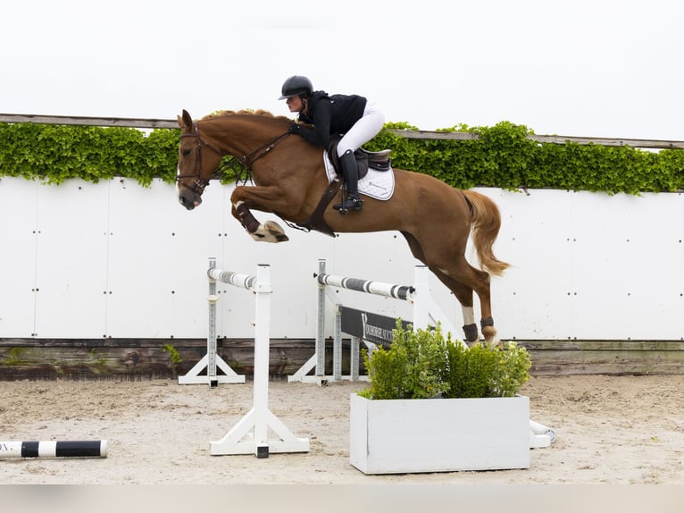 Other Breeds Mare 5 years 16,3 hh Chestnut-Red in Waddinxveen