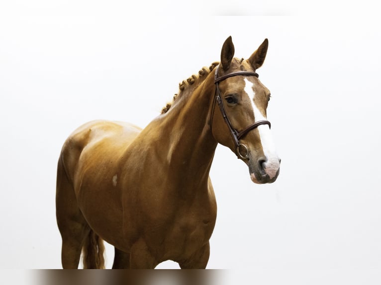Other Breeds Mare 5 years 16,3 hh Chestnut-Red in Waddinxveen