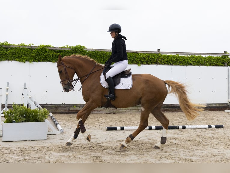 Other Breeds Mare 5 years 16,3 hh Chestnut-Red in Waddinxveen