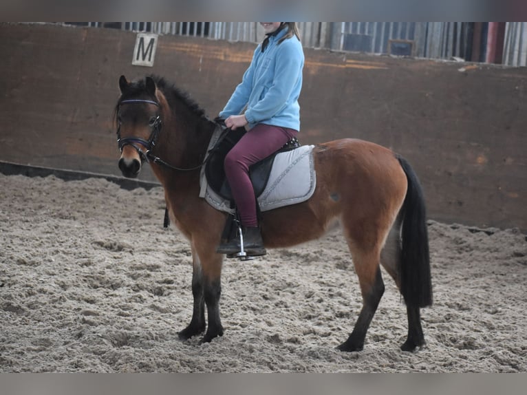 Other Breeds Mare 6 years 11,1 hh Bay in Achtmaal