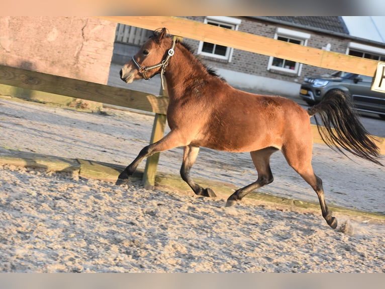 Other Breeds Mare 6 years 11,1 hh Bay in Achtmaal