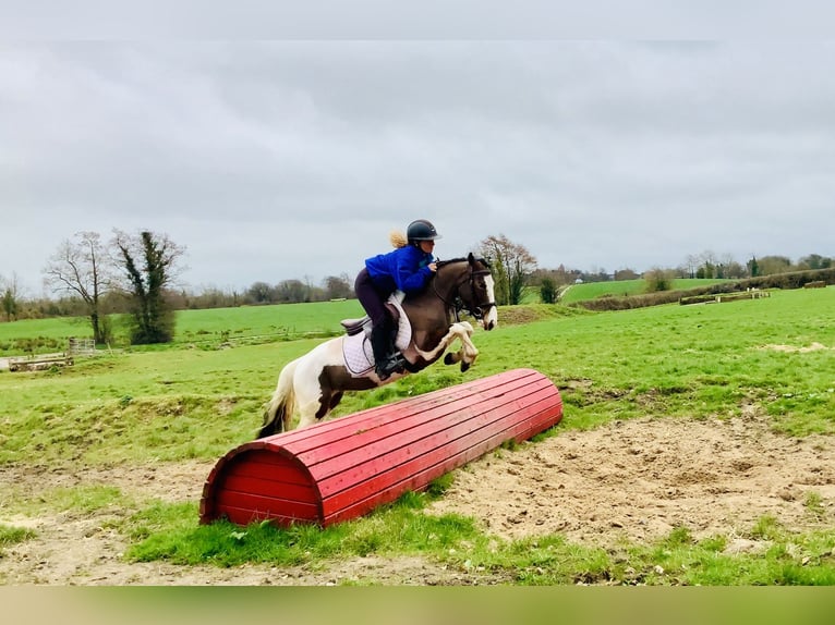 Other Breeds Mare 6 years 12,2 hh Pinto in Mountrath