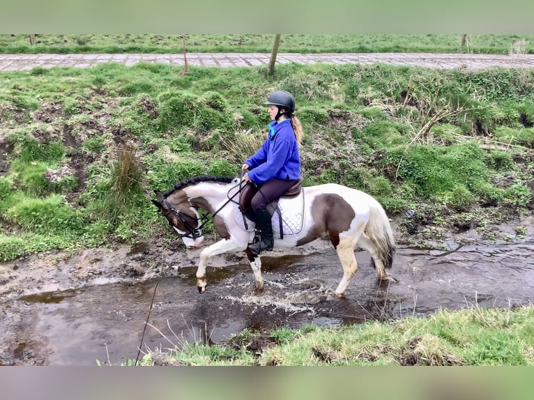 Other Breeds Mare 6 years 12,2 hh Pinto in Mountrath