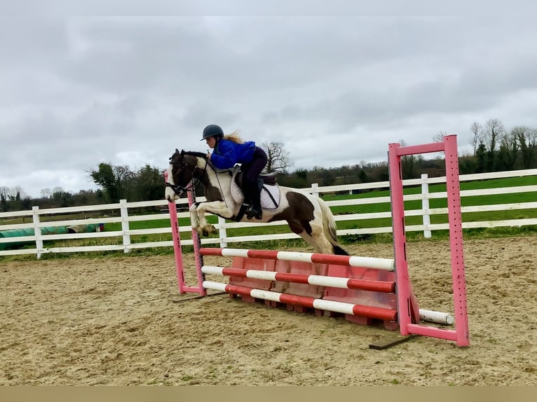 Other Breeds Mare 6 years 12,2 hh Pinto in Mountrath