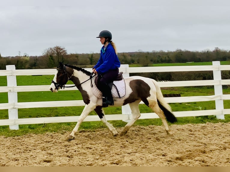 Other Breeds Mare 6 years 12,2 hh Pinto in Mountrath