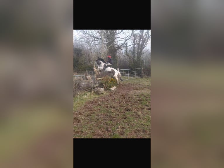 Other Breeds Mare 6 years 12,2 hh Pinto in Mountrath