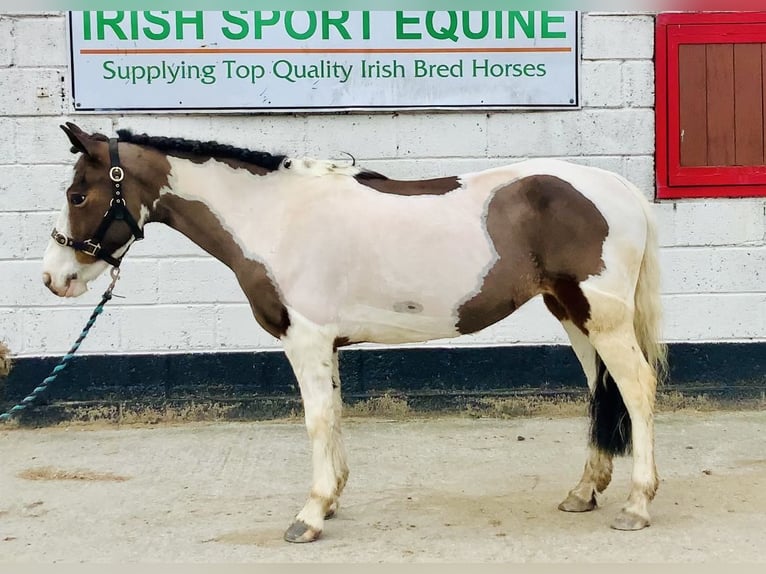 Other Breeds Mare 6 years 12,2 hh Pinto in Mountrath