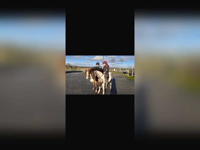 Other Breeds Mare 6 years 12,2 hh Pinto in Mountrath