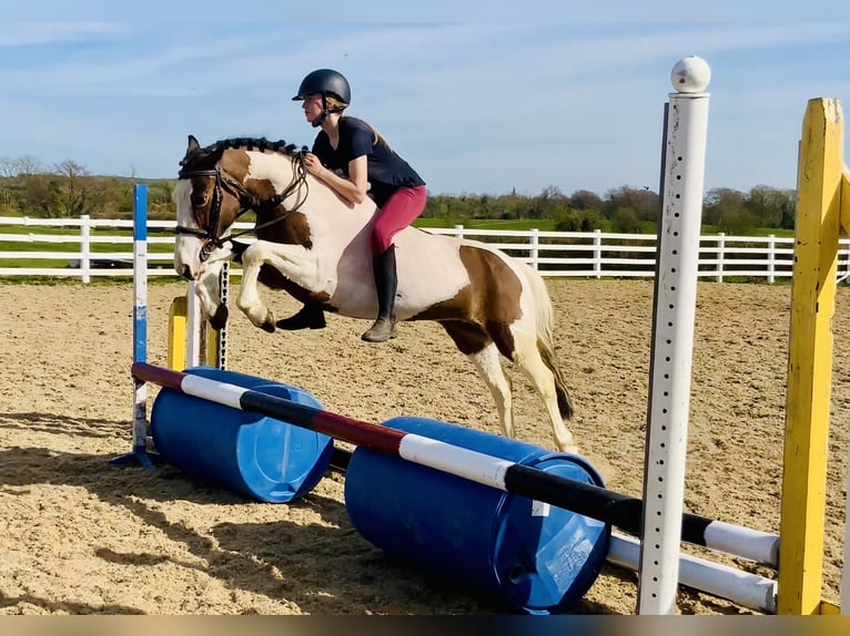Other Breeds Mare 6 years 12,2 hh Pinto in Mountrath