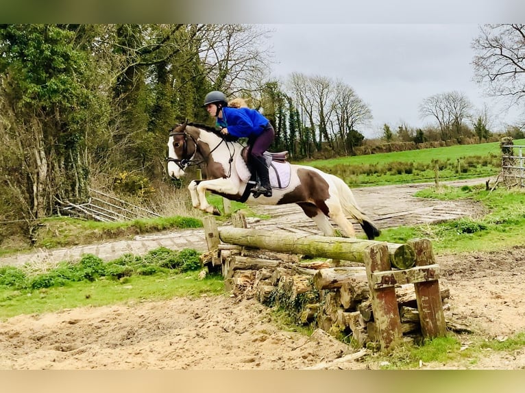 Other Breeds Mare 6 years 12,2 hh Pinto in Mountrath