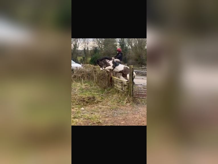 Other Breeds Mare 6 years 12,2 hh Pinto in Mountrath