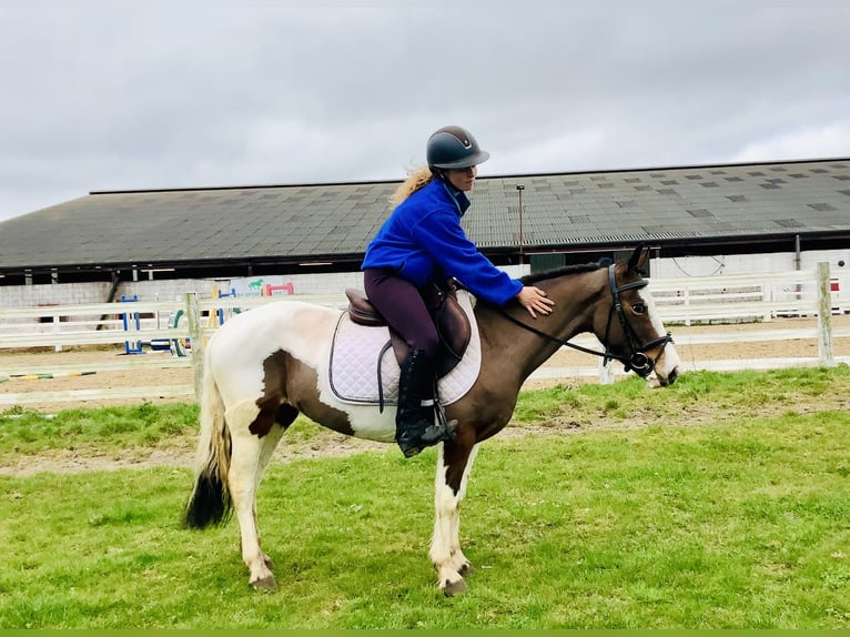Other Breeds Mare 6 years 12,2 hh Pinto in Mountrath