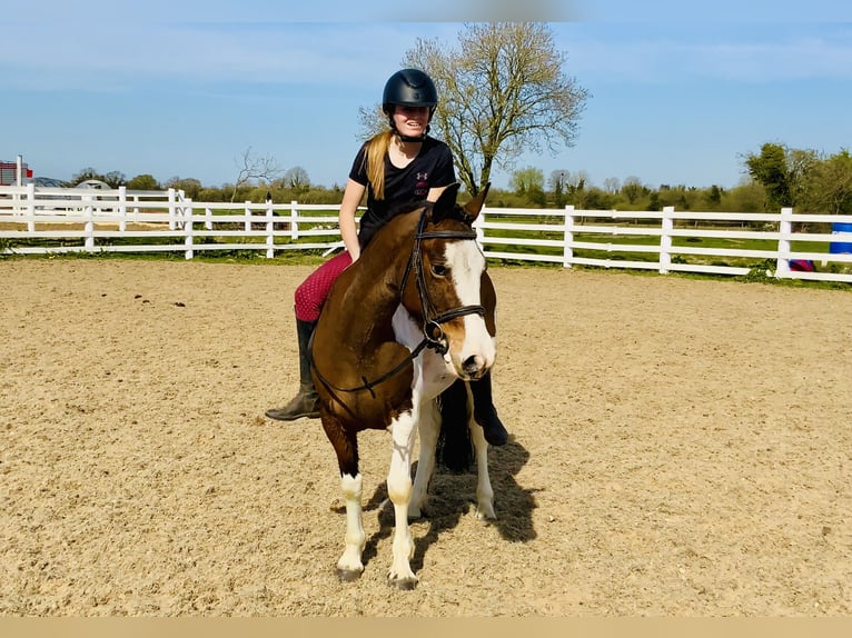 Other Breeds Mare 6 years 12,2 hh Pinto in Mountrath