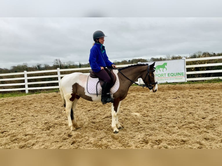 Other Breeds Mare 6 years 12,2 hh Pinto in Mountrath