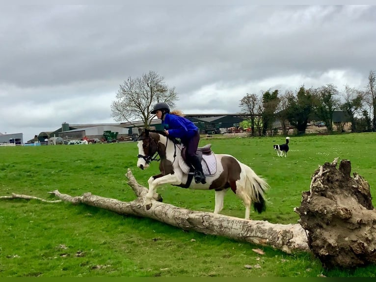 Other Breeds Mare 6 years 12,2 hh Pinto in Mountrath