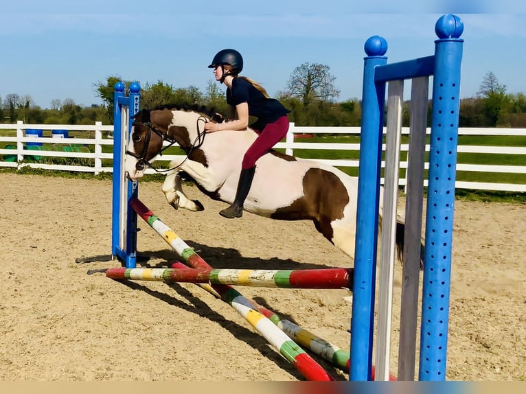 Other Breeds Mare 6 years 12,2 hh Pinto in Mountrath