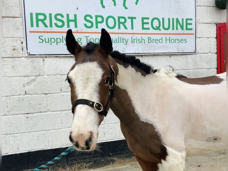 Other Breeds Mare 6 years 12,2 hh Pinto in Mountrath