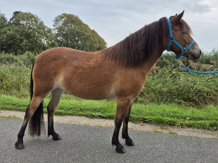 Other Breeds Mare 6 years 13.1 hh Brown in Tolkamer