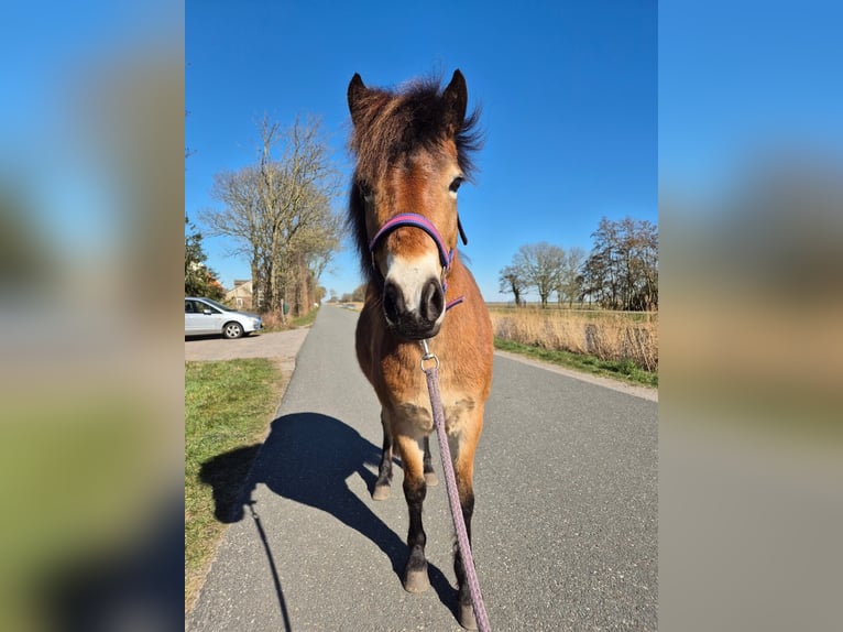 Other Breeds Mare 6 years 13.1 hh Brown in Tolkamer