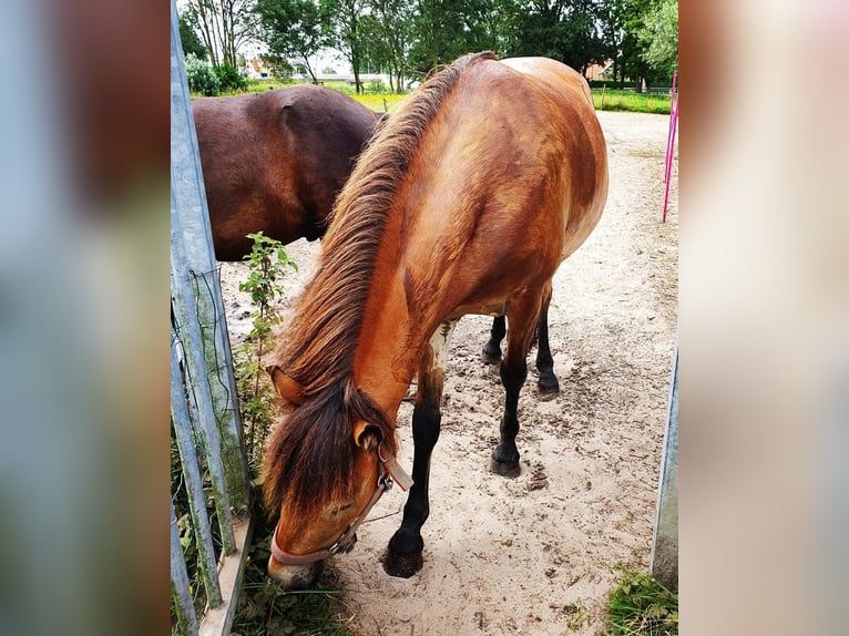 Other Breeds Mare 6 years 13.1 hh Brown in Tolkamer