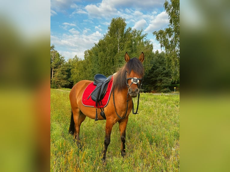 Other Breeds Mare 6 years 13.1 hh Brown in Cottbus