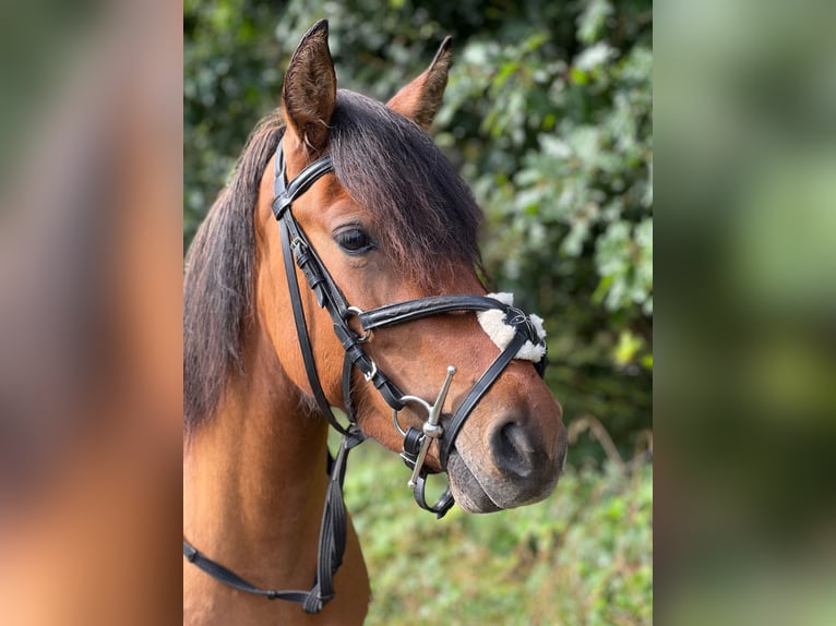 Other Breeds Mare 6 years 13.1 hh Brown in Cottbus