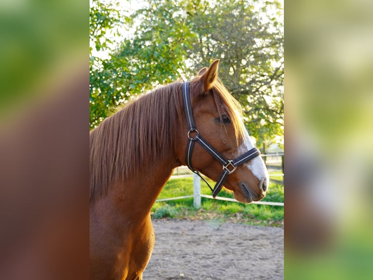 Other Breeds Mare 6 years 13,2 hh Chestnut-Red in Schriesheim