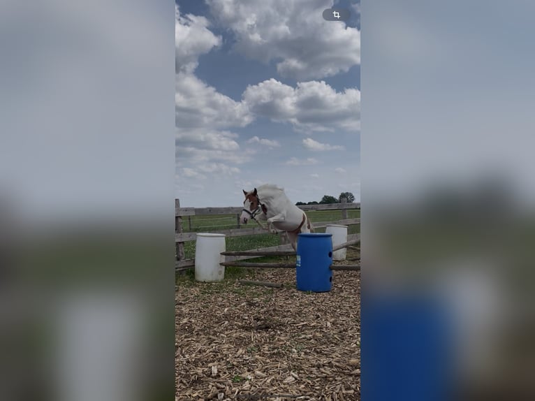 Other Breeds Mare 6 years 13,1 hh Pinto in Selbitz