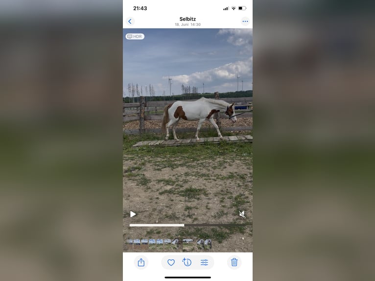 Other Breeds Mare 6 years 13,1 hh Pinto in Selbitz