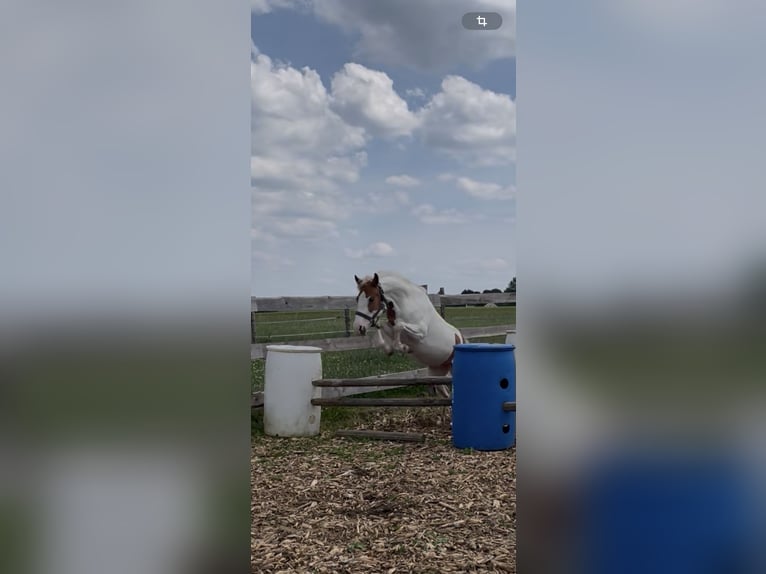 Other Breeds Mare 6 years 13,1 hh Pinto in Selbitz