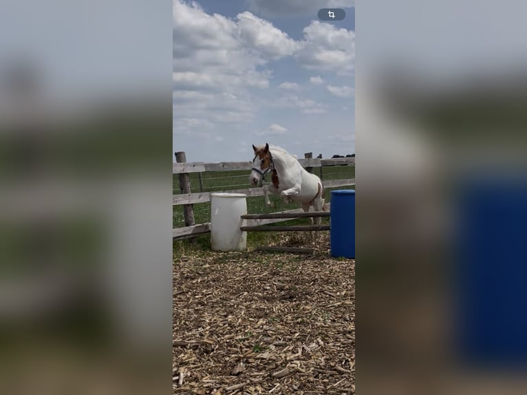 Other Breeds Mare 6 years 13,1 hh Pinto in Selbitz