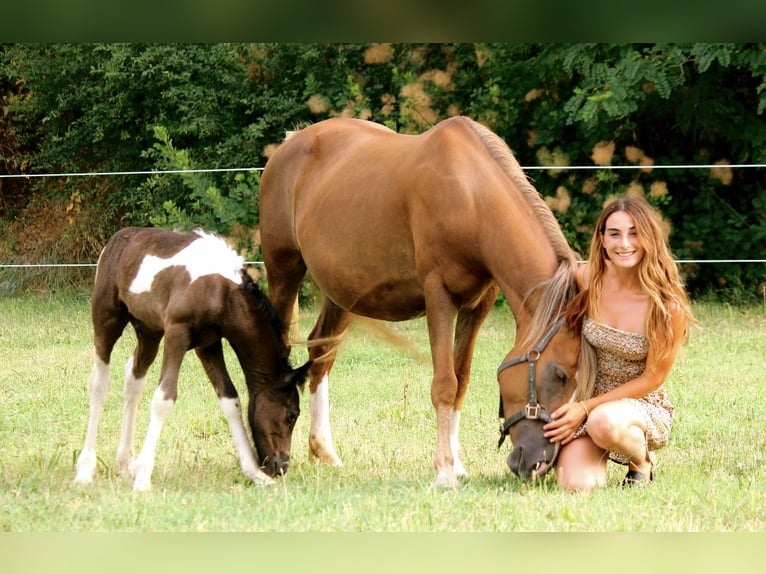 Other Breeds Mare 6 years 13,2 hh Chestnut-Red in Boccaleone