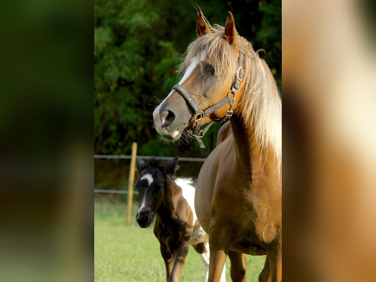Other Breeds Mare 6 years 13,2 hh Chestnut-Red in Boccaleone