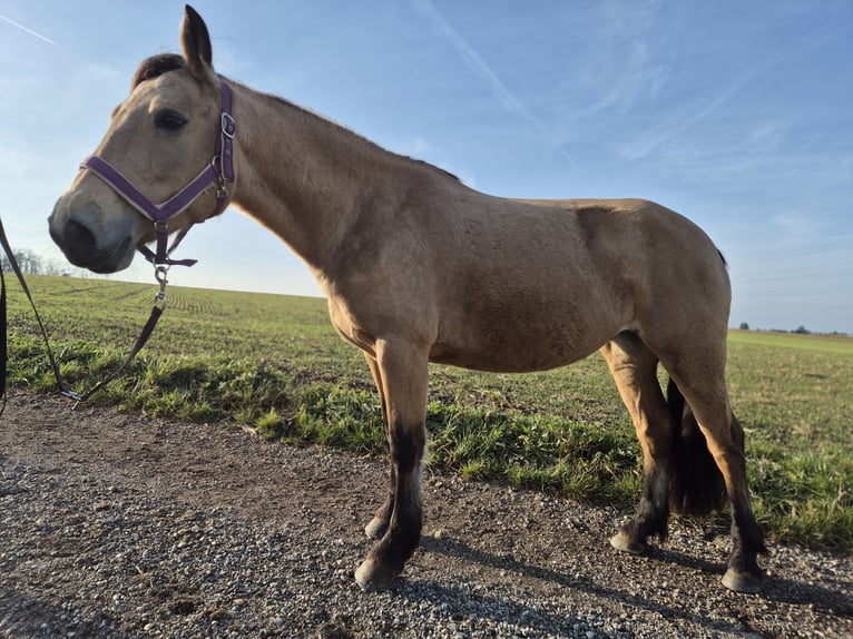 Other Breeds Mare 6 years 13,3 hh Dun in Korneuburg