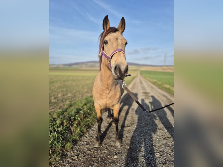 Other Breeds Mare 6 years 13,3 hh Dun in Korneuburg