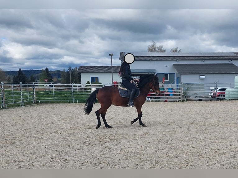Other Breeds Mare 6 years 14,1 hh Brown in Eberschwang