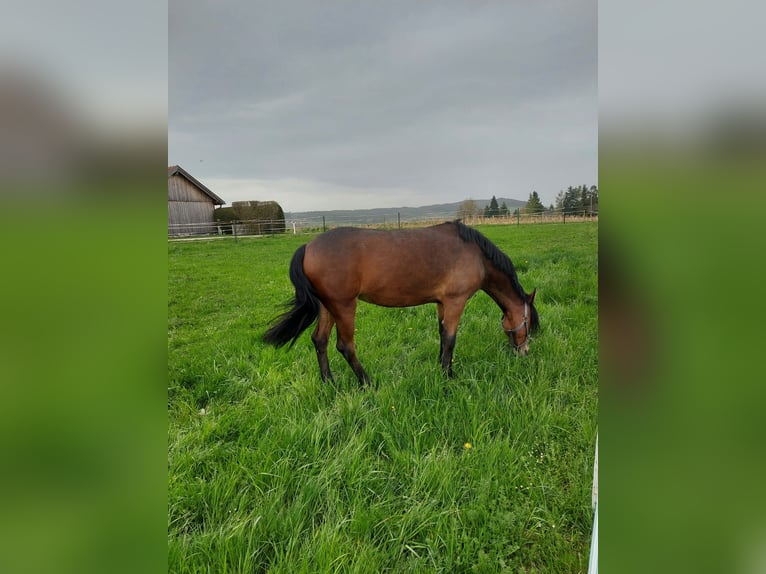 Other Breeds Mare 6 years 14,1 hh Brown in Eberschwang