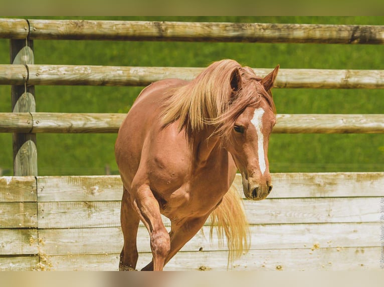 Other Breeds Mare 6 years 14,1 hh Chestnut-Red in Oytier-Saint-Oblas