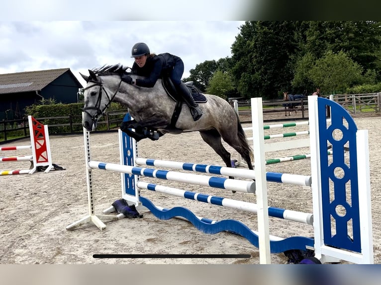 Other Breeds Mare 6 years 14,1 hh Gray-Dapple in Wiefelstede