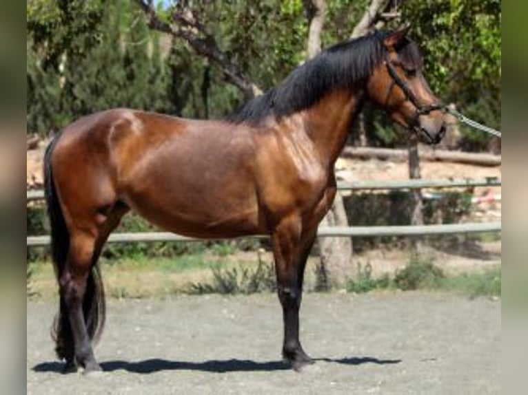 Other Breeds Mix Mare 6 years 14,2 hh Bay in ALICANTE