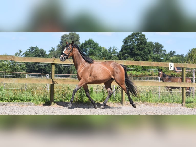 Other Breeds Mare 6 years 14,3 hh Bay in Achtmaal