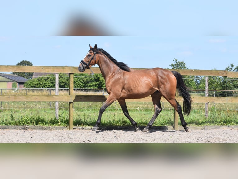 Other Breeds Mare 6 years 14,3 hh Bay in Achtmaal