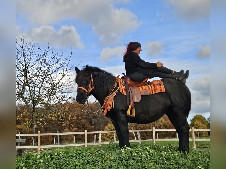 Other Breeds Mare 6 years 14,3 hh Black in Linkenbach
