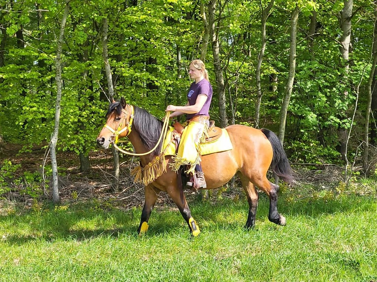 Other Breeds Mare 6 years 14,3 hh Brown in Linkenbach