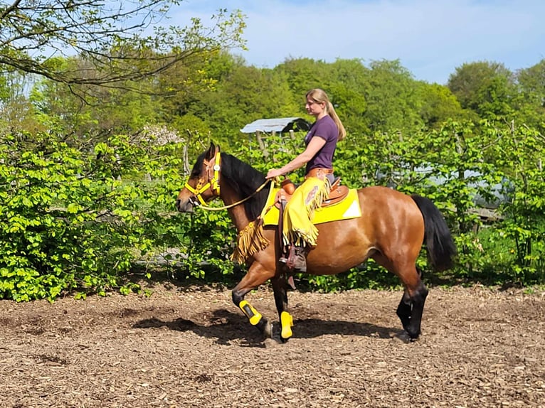 Other Breeds Mare 6 years 14,3 hh Brown in Linkenbach