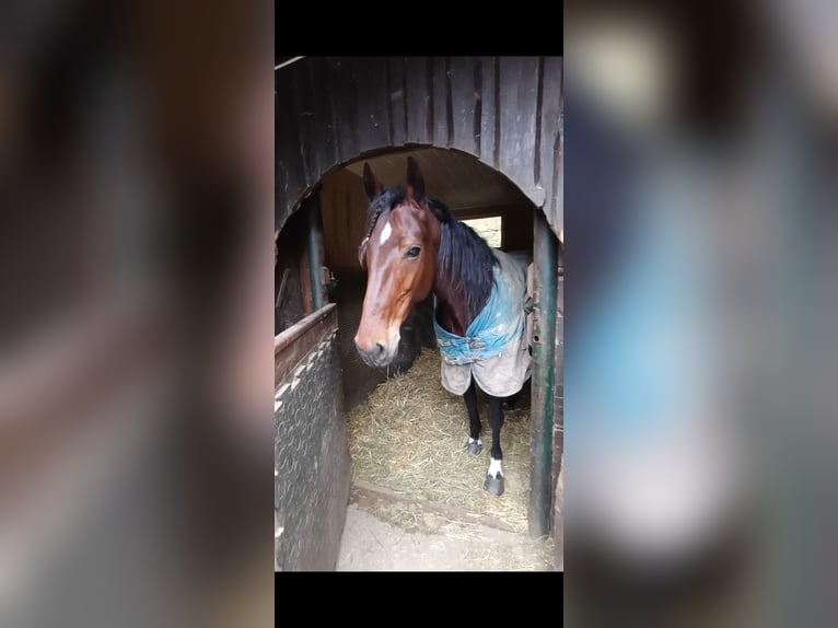 Other Breeds Mare 6 years 14,3 hh Brown-Light in Schleißheim