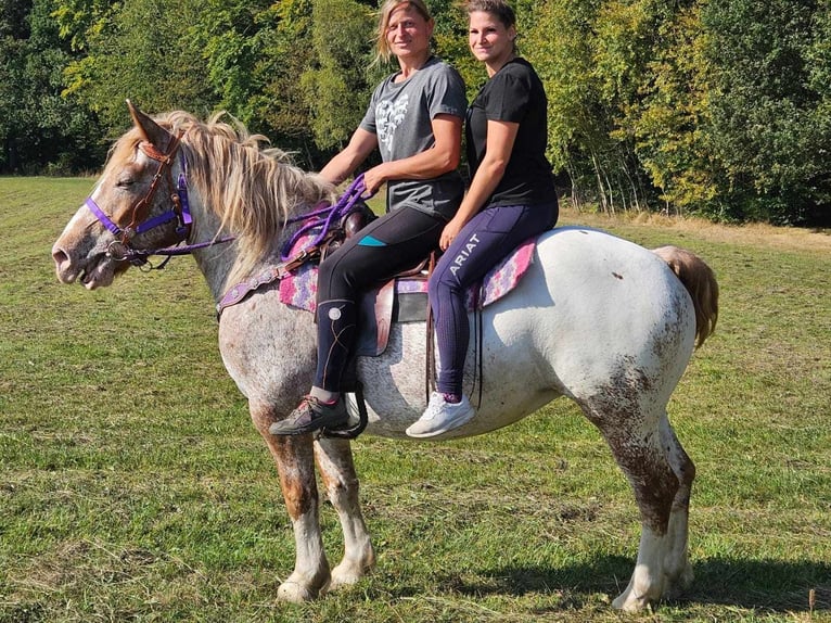 Other Breeds Mare 6 years 14,3 hh Leopard-Piebald in Linkenbach