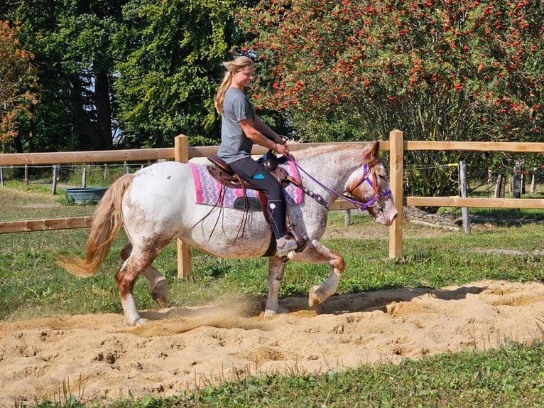 Other Breeds Mare 6 years 14,3 hh Leopard-Piebald in Linkenbach